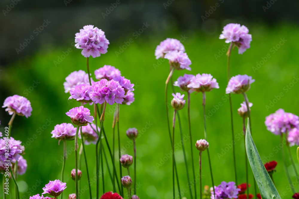 Close up of small vivid pink flowers of Armeria maritima plant, commonly known as thrift, sea thrift or sea pink on a seaside in a sunny summer day in Scotland, beautiful outdoor floral background Close up of small vivid pink flowers of Armeria maritima plant, commonly known as thrift, sea thrift or sea pink on a seaside in a sunny summer day in Scotland, beautiful outdoor floral background