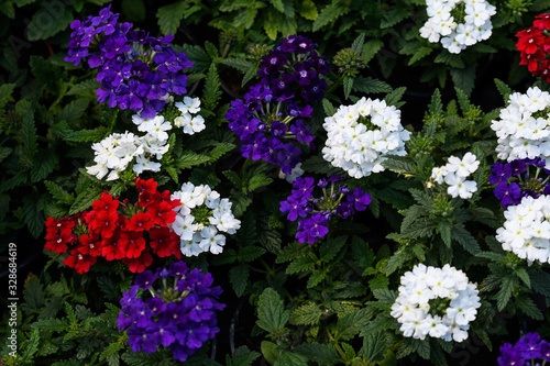 Wallpaper Mural Mixed colored verbena flowers in a sunny summer garden, white, red and blue, top view of beautiful outdoor floral background Torontodigital.ca