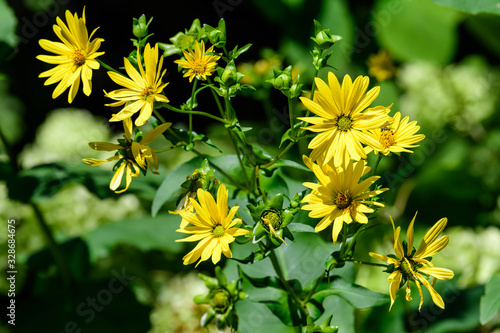 Many delicate fresh vivid yellow flowers of Jerusalem artichoke plant, commonly known as sunroot, sunchoke, or earth apple, beautiful outdoor floral background photographed with soft focus