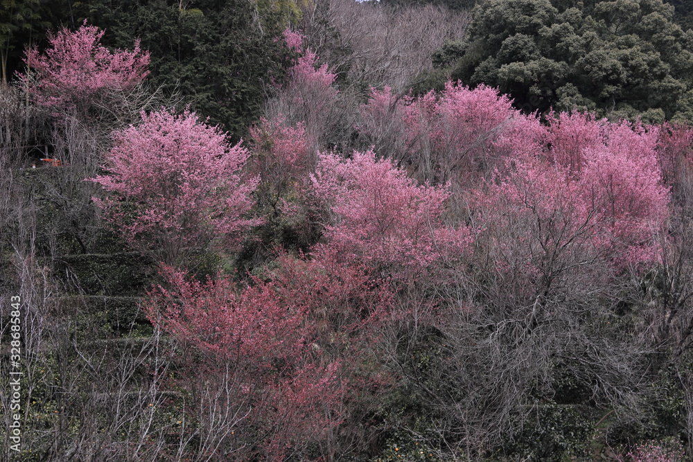 山の斜面に咲いたピンクの桜
