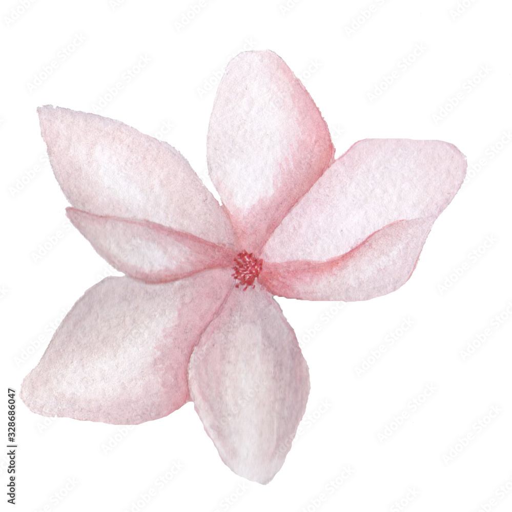 Pink magnolia with five petals