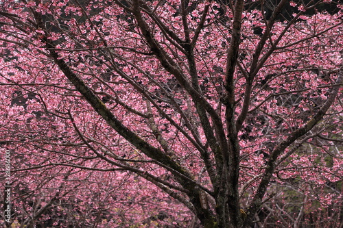 満開となったピンクの桜の木