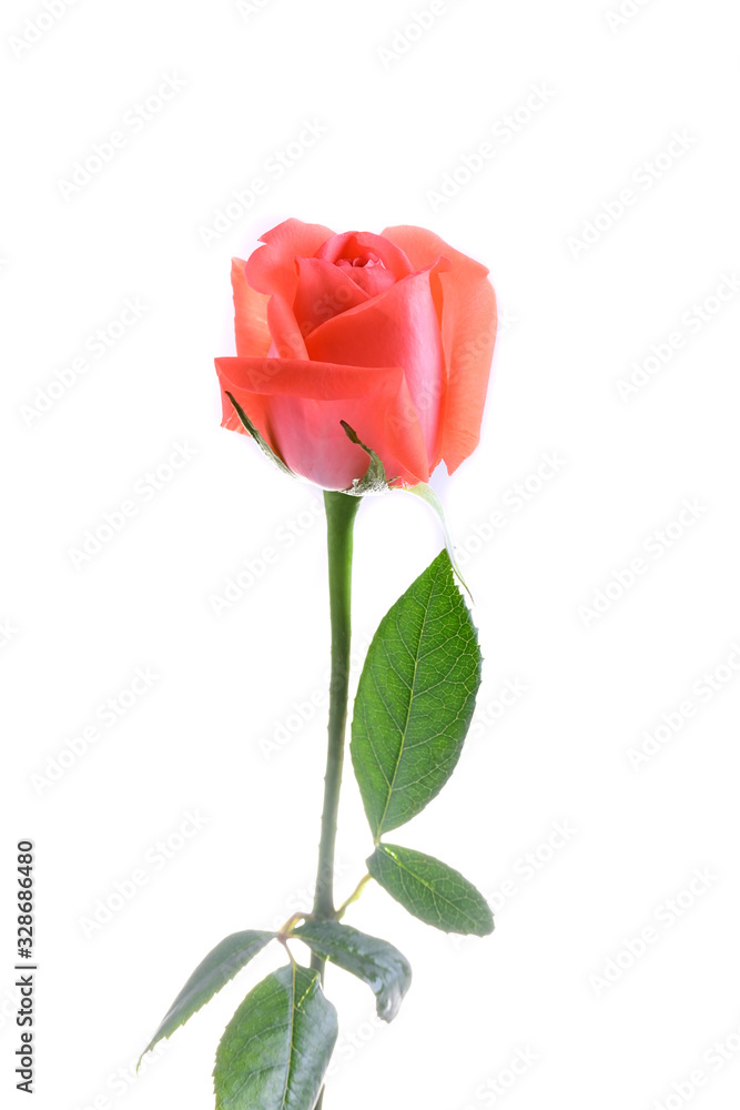 Obraz premium orange rose flower isolated on white background