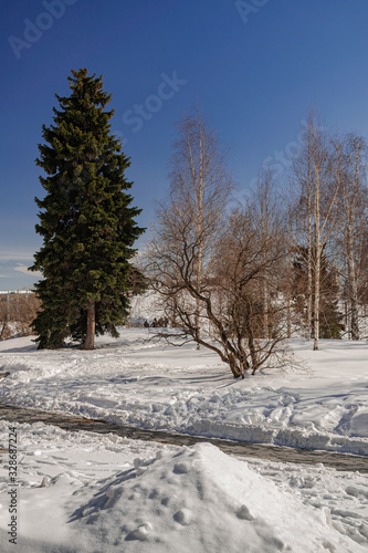 Photography Park with trees and snow surface, afternoon sunlight, with blue sky background,