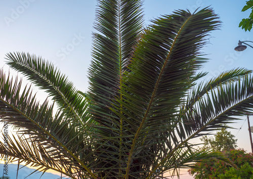 Palm tree leaves blue sky