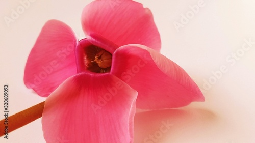 Red cyclamen flower on a white background. A tender plant is ripped off. Greeting card or congratulation on March 8 or mothers day photo