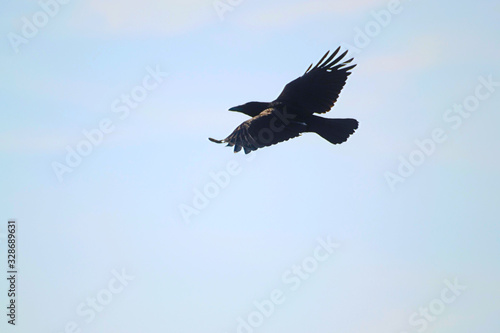 English crow