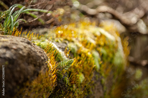 Steingartenmauer mit Moos und Felsen-Fetthenne Sedum reflexum photo