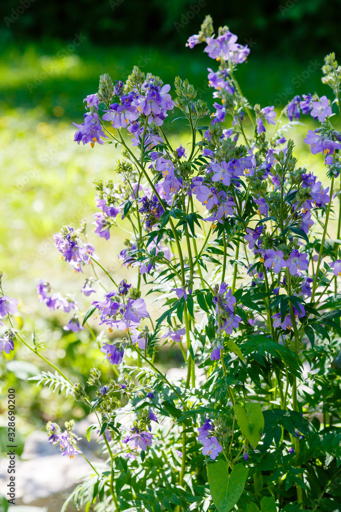 Foto de The bee collects nectar on the flowers of polemonium blue