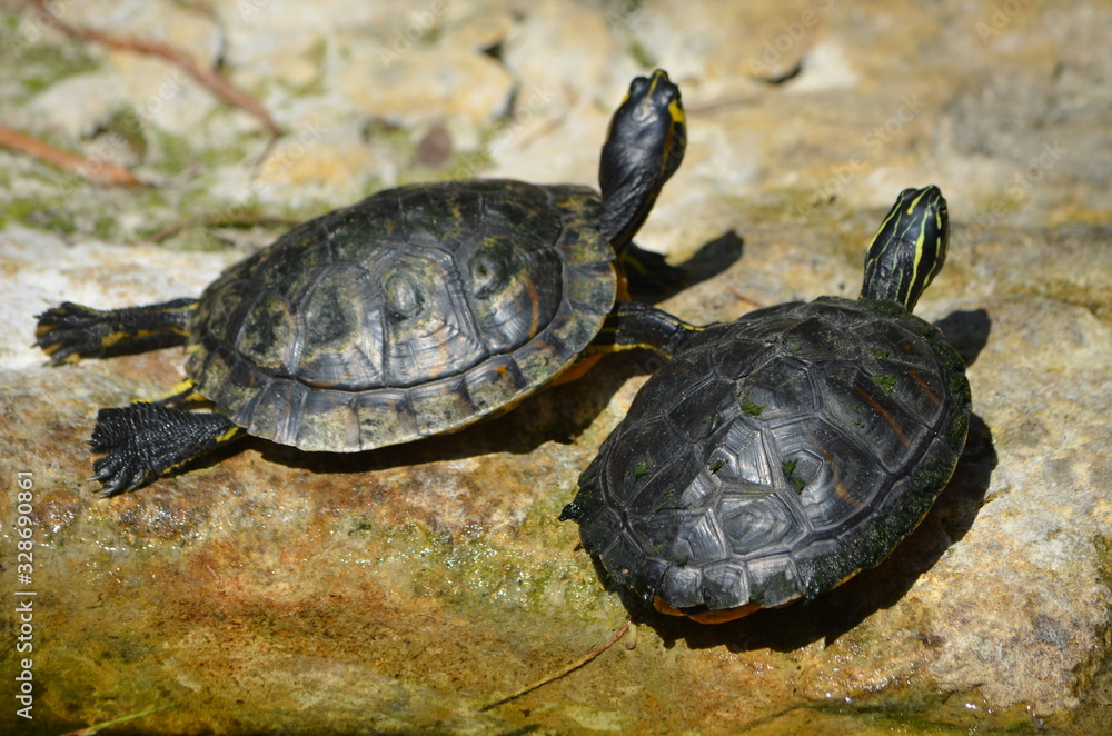 Two small turtles sunning on rocks by a pond Two small turtles sunning on rocks by a pond