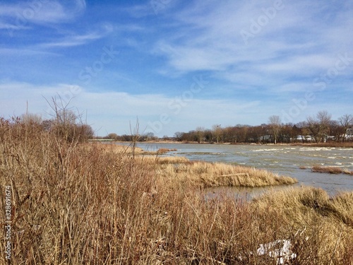 Fototapeta Naklejka Na Ścianę i Meble -  reeds along the river