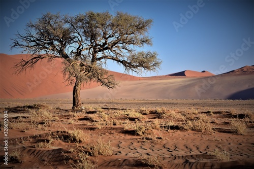 Suuperviviente en el desierto de Namib