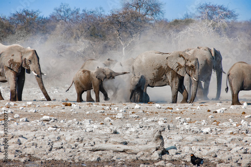 Elefantes buscando agua en Namibia