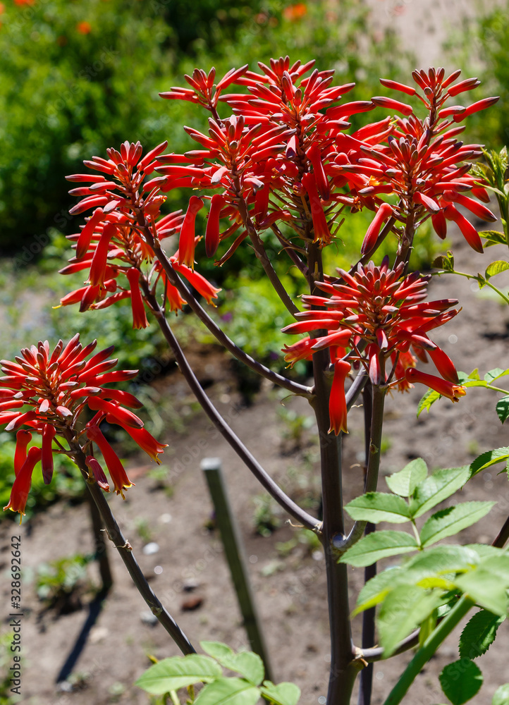 Blossom of Aloe aristata. Red flowers of Aloe aristata - succulent herbaceous plant Blossom of Aloe aristata. Red flowers of Aloe aristata - succulent herbaceous plant