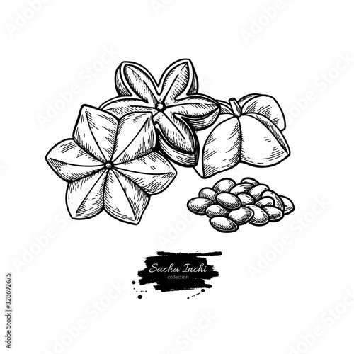 Sacha inchi vector drawing. Hand drawn peanuts and pile of seeds. Botanical illustration