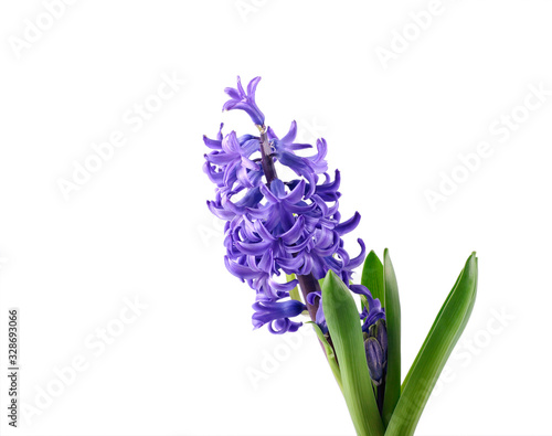 Purple Hyacinth flower