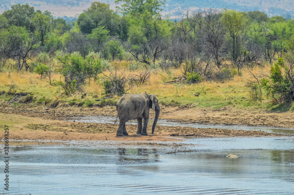 A lone isolated elephaant drinking water from a waterhole in hot summer A lone isolated elephaant drinking water from a waterhole in hot summer