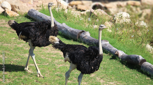 Two black male ostriches walking along the grass. A male ostrich is called a rooster. Struthio Camelus