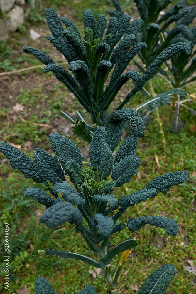Fototapeta premium Tuscan kale