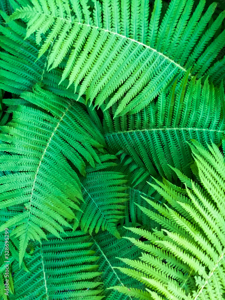 Large fern Bush close-up on a Sunny day Large fern Bush close-up on a Sunny day