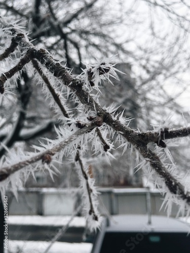 Snowy branch