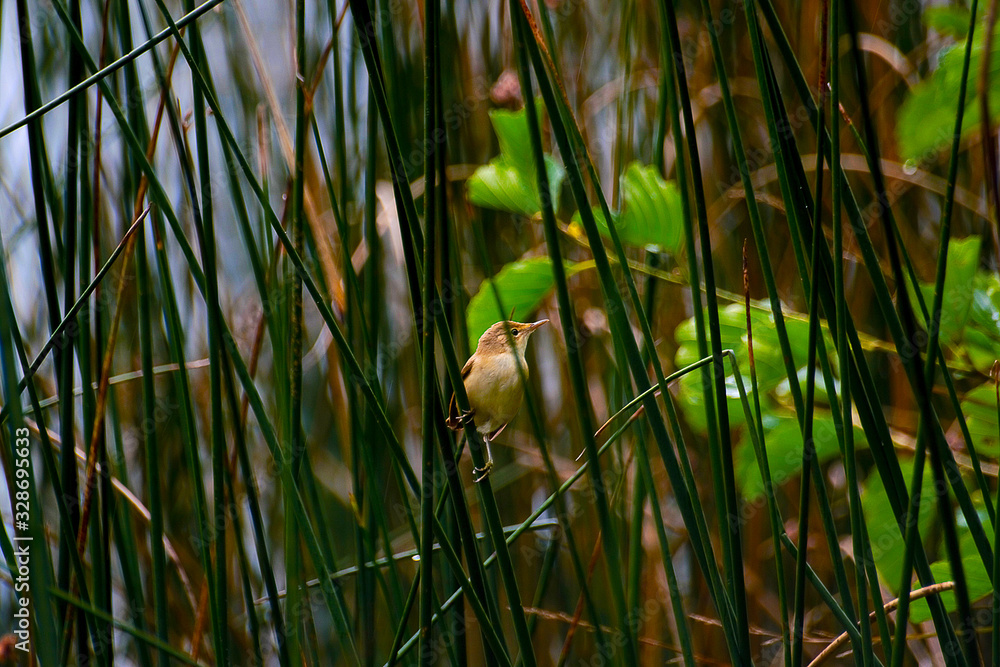 Obraz premium Bird in the reeds