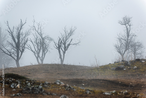 lone trees in the mist