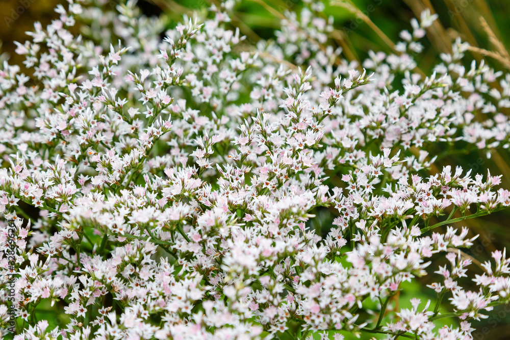Goniolimon tataricum or german statice or tatarian statice or tatarian sea-lavender plant Goniolimon tataricum or german statice or tatarian statice or tatarian sea-lavender plant