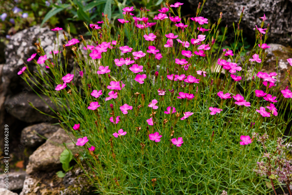 Fototapeta premium Maiden Pink blossoms on a meadow, Dianthus deltoides, macro, colorful, purple blossoms on a meadow