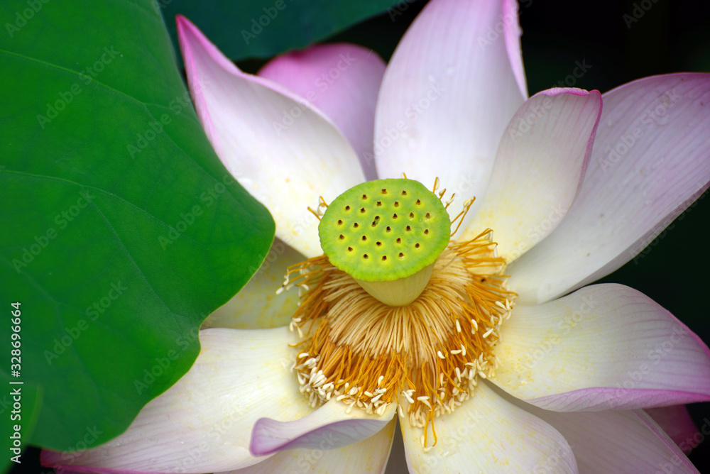 Beautiful pink lotus Beautiful pink lotus