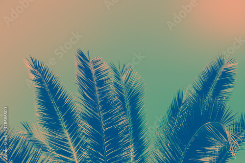 Background of palm leaves toned. Tropical background with copy space . Toned vintage effect