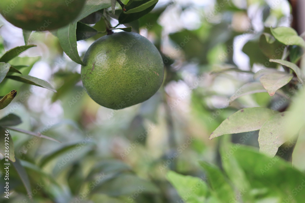Oranges on the plant before harvesting Oranges on the plant before harvesting