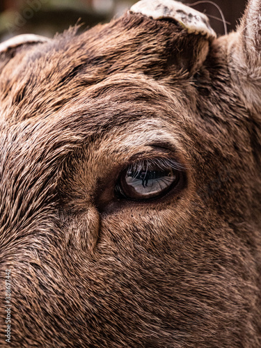 Wallpaper Mural Deer Detailed Fur and Eye Area Torontodigital.ca