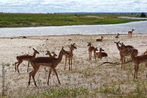 Aepyceros melampus melampus