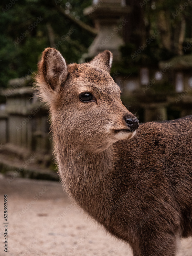 Fototapeta premium Deer Posing in Nara Town in Japan