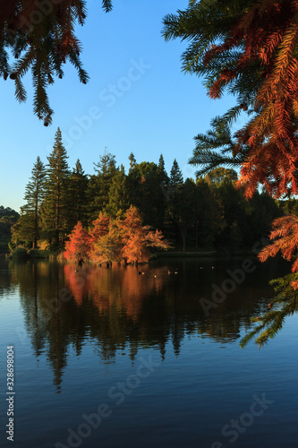 Autumn colors of bald cypress trees growing by a calm lake