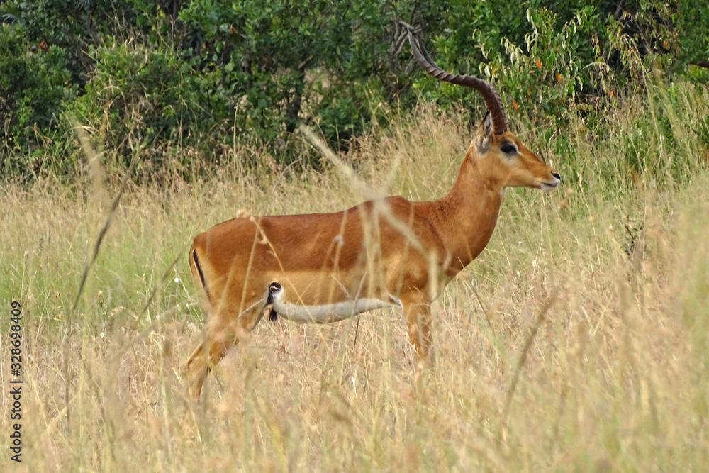 Fototapeta premium Aepyceros melampus melampus