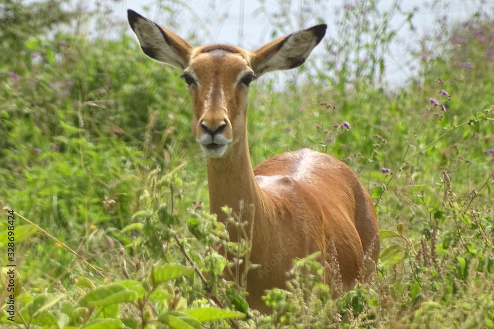 Aepyceros melampus melampus Aepyceros melampus melampus