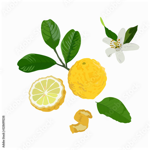 Vector stock illustration of a citron. Yellow sour citron fruit ripe cut into pieces with mint leaves. Lemon, lime, Mandarin, orange, citrus fruit and watercolor greens. Isolated on white background.
