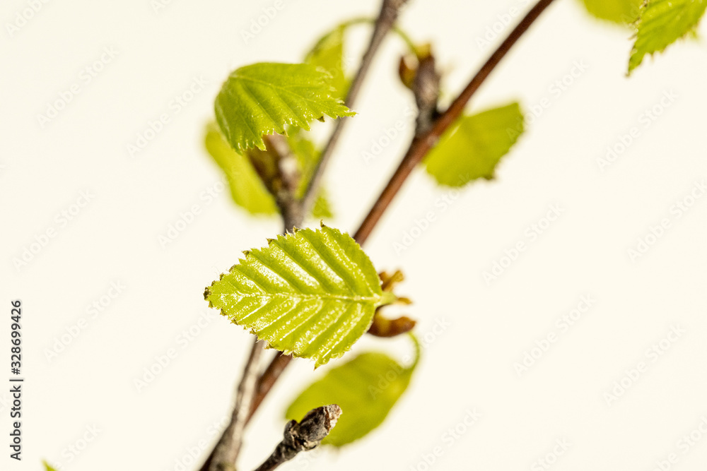 fresh green birch tree leaves and branches fresh green birch tree leaves and branches