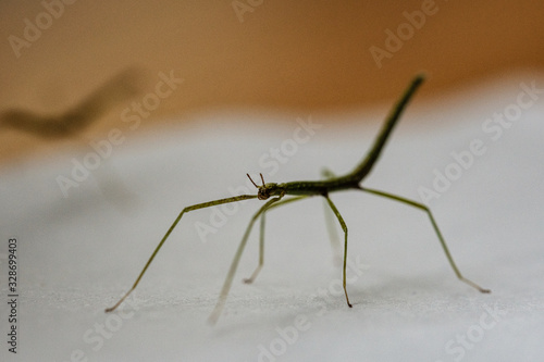 Medauroidea extradentata, commonly known as the Vietnamese or Annam walking stick, is a species of the family Phasmatidae. walking on hand © Martins Vanags