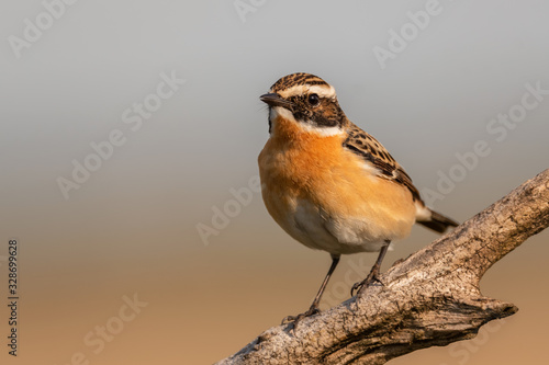 Whinchat - Saxicola rubetra, beautiful colored perching bird from European meadows and grasslands, Hortobagy, Hungary. photo