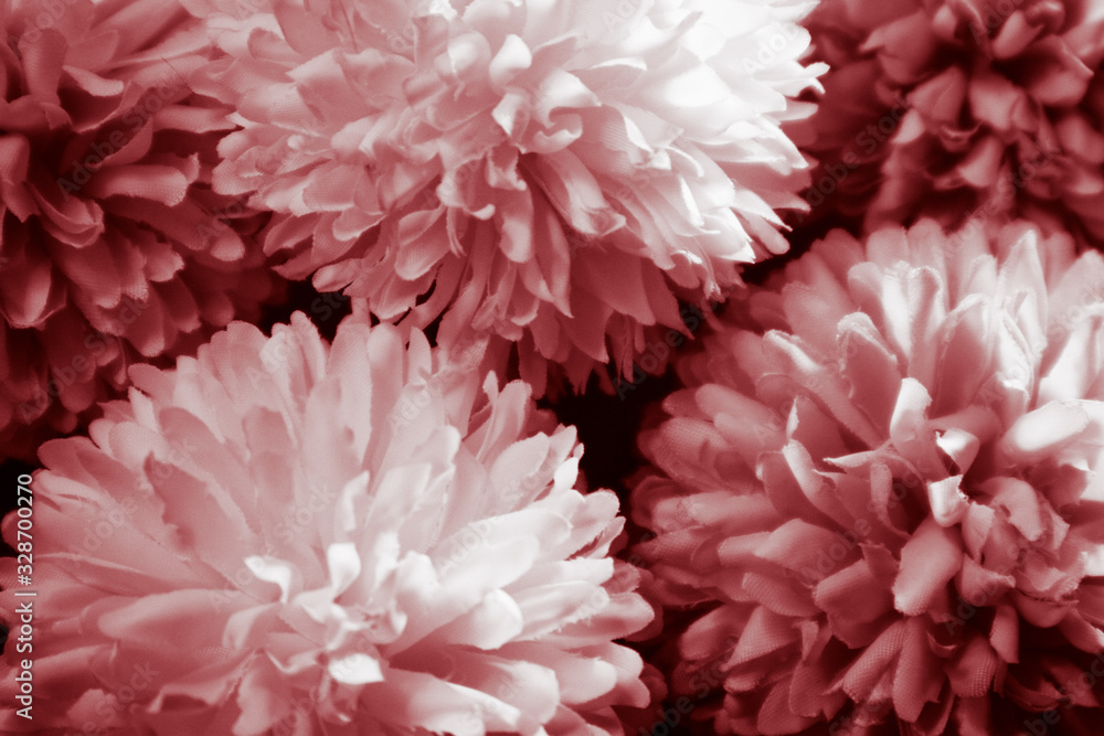 Beautiful abstract color pink and red flowers graphic on black background and light black and pink flower frame and pink leaves texture, dark background, red banner happy Beautiful abstract color pink and red flowers graphic on black background and light black and pink flower frame and pink leaves texture, dark background, red banner happy