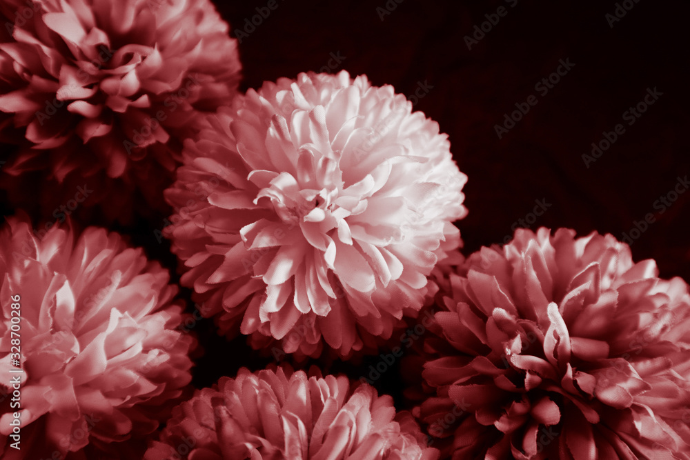 Beautiful abstract color pink and red flowers graphic on black background and light black and pink flower frame and pink leaves texture, dark background, red banner happy 