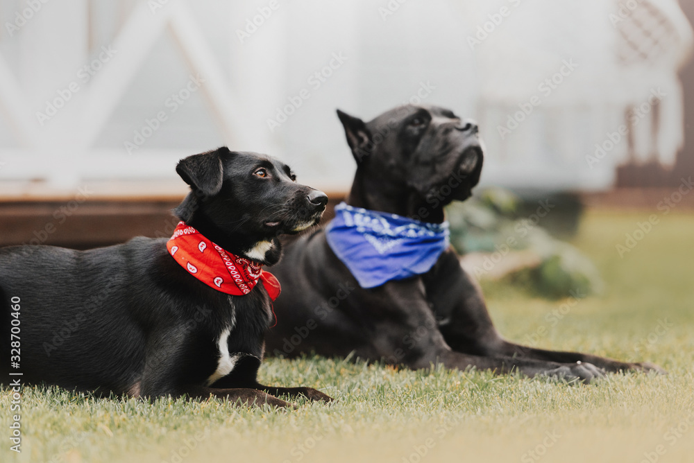 black mixed breed dog in red bandana lying down outdoors black mixed breed dog in red bandana lying down outdoors