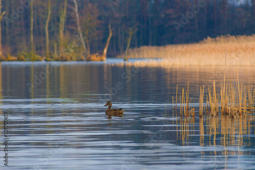 Spring; duck birds floating on the lake in the background trees and reeds, nature, nature, water