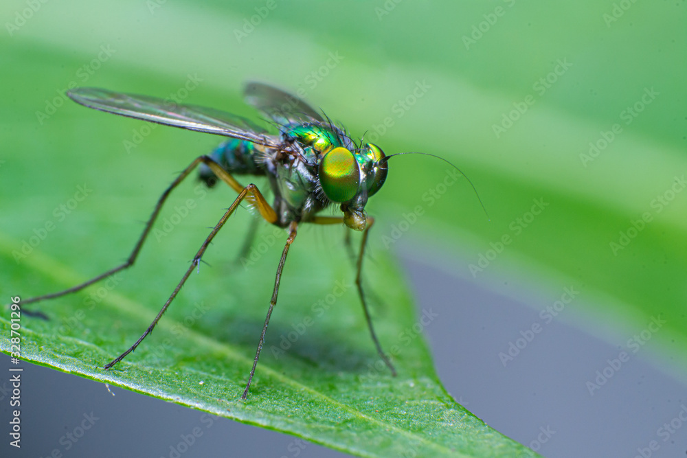 reverse macro photography reverse macro photography