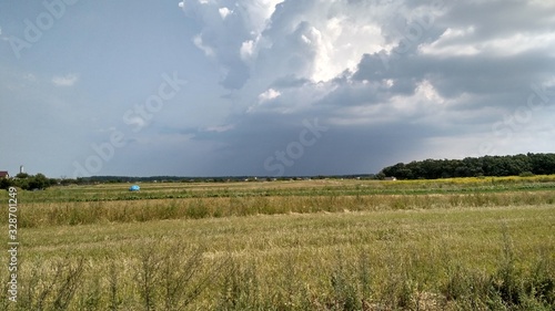 wheat field and blue sky