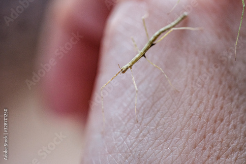 Medauroidea extradentata, commonly known as the Vietnamese or Annam walking stick, is a species of the family Phasmatidae. walking on hand photo