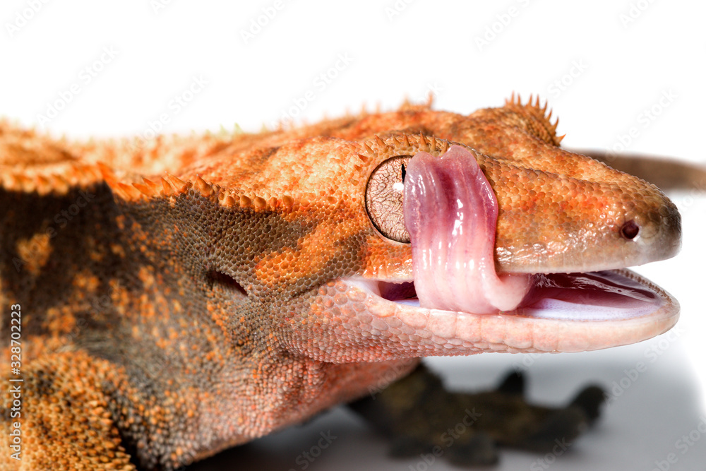 Obraz premium Female crested gecko isolated on white background